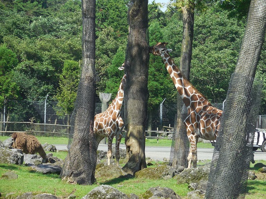 夏合宿2014